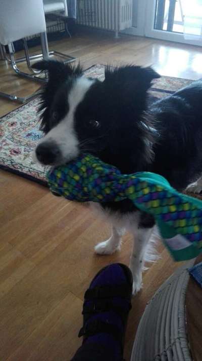 Rassen und ihre Eigenschaften-Beitrag-Bild