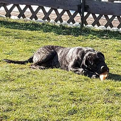 Hundetreffen-Starke Rasse zum kennenlernen-Bild