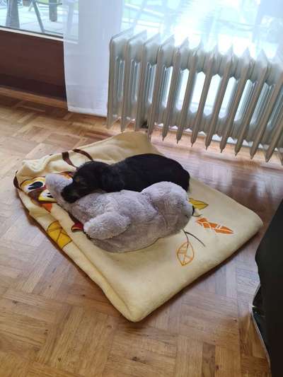 Das erste Bild eures Hundes-Beitrag-Bild