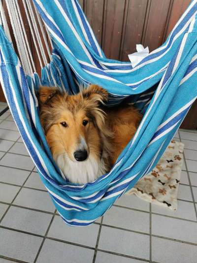 Collies gesucht-Beitrag-Bild