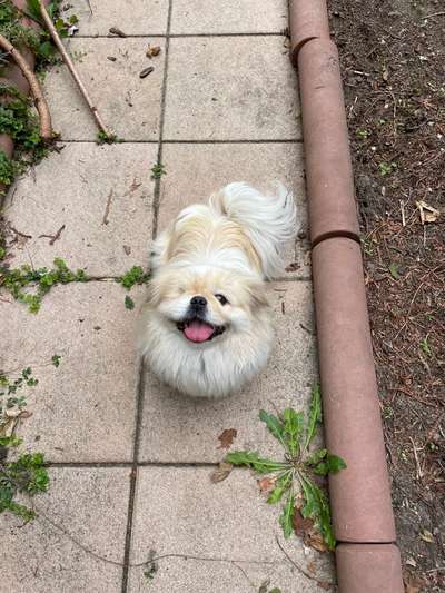 Unsere Fellnasen im Regenbogenland-Beitrag-Bild