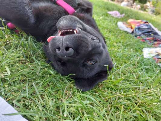 Tongue Out Tuesday-Beitrag-Bild