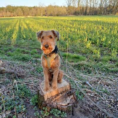 Hundetreffen-Sozialwalk,  Gassirunde