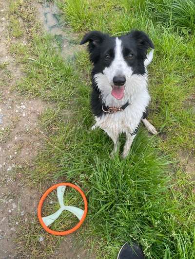 Vom Welpen zum Hund-Beitrag-Bild