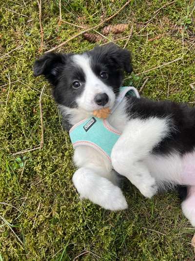 Vom Welpen zum Hund-Beitrag-Bild