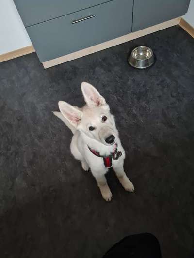 Schäferhund-Beitrag-Bild