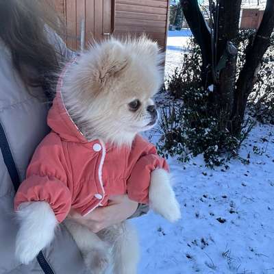 Hundetreffen-Playdate mit kleinen Hunden 🐾-Bild