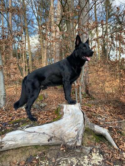 Schäferhund-Beitrag-Bild