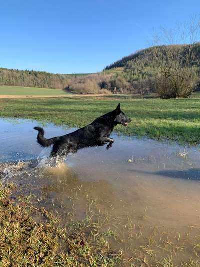 Seltene Rassen!-Beitrag-Bild