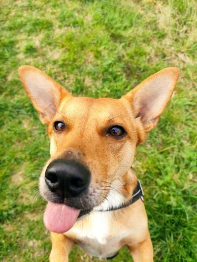 Dogorama Photo Challenge - lustigste Grimasse-Beitrag-Bild