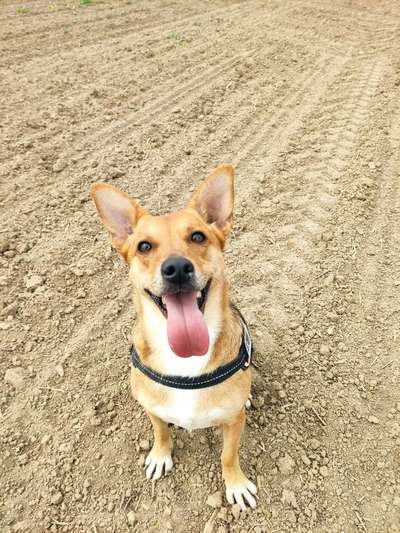 Dogorama Photo Challenge - lustigste Grimasse-Beitrag-Bild