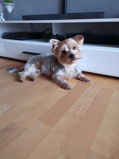 yorkshire Terrier austausch-Beitrag-Bild