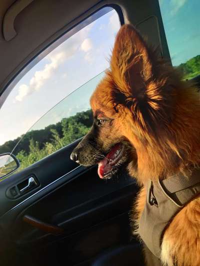 Dogorama Photo Challenge - Portrait-Beitrag-Bild