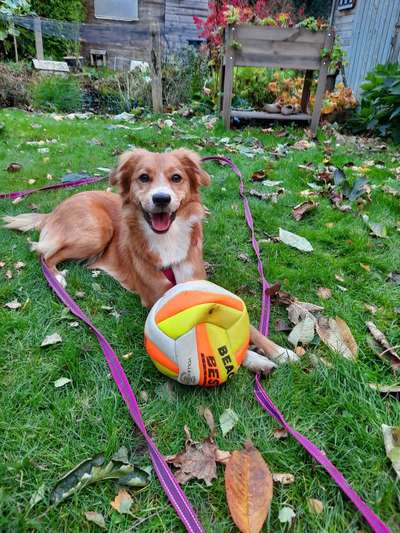 Hundetreffen-Gassigehen Schwanenberg-Bild