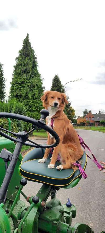 Mischlingshunde Foto Aufruf-Beitrag-Bild