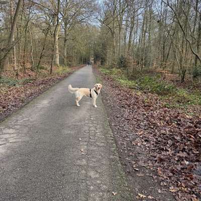 Hundetreffen-Retriever zum Spielen gesucht-Bild