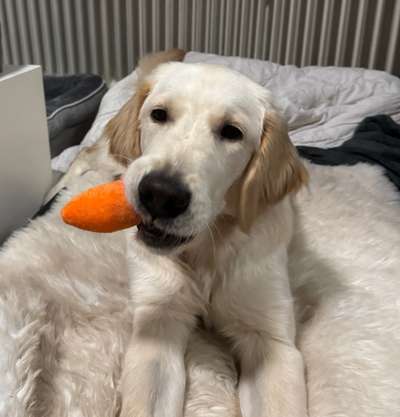 47. Impulskontroll Übung - Leinenführigkeit-Beitrag-Bild