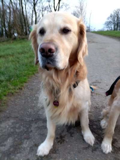 Wo sind die Golden Retriever Liebhaber?-Beitrag-Bild