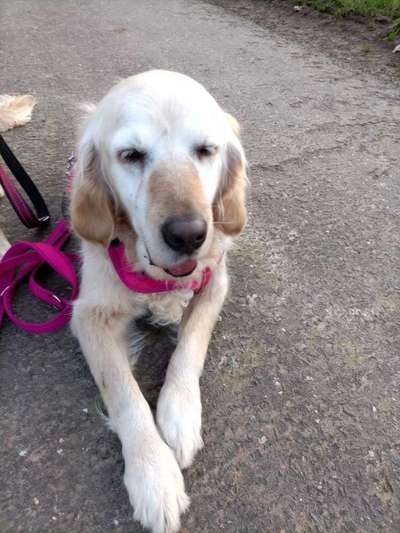 Wo sind die Golden Retriever Liebhaber?-Beitrag-Bild