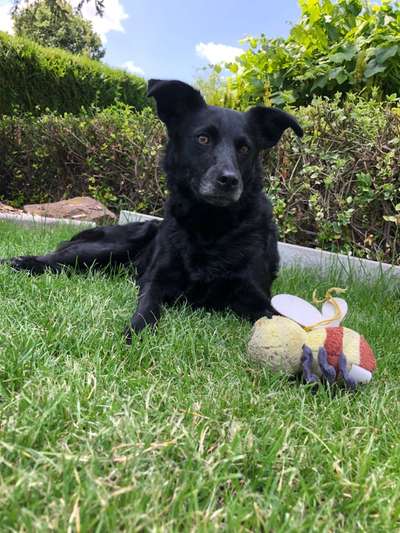 Mich würde interessieren ob hier noch mehr leute sind,die auch kroatische schäferhund (mix) haben-Beitrag-Bild