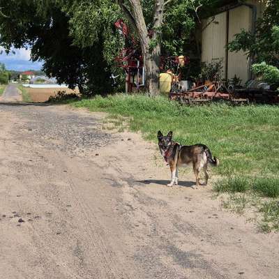 Hundetreffen-Penny sucht Spiel- und Gassikammeraden-Bild