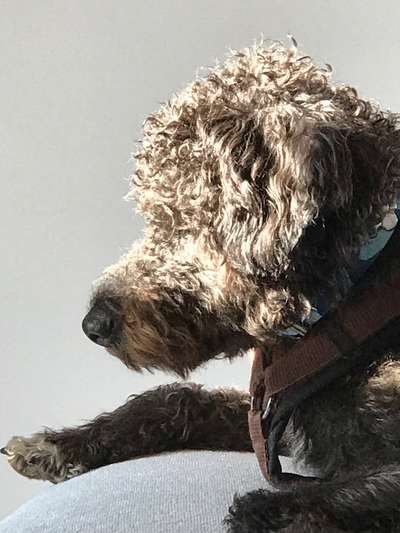 Challenge 23 : "  Euer Hund beim Frühlingserwachen "-Beitrag-Bild