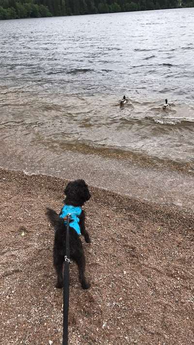 Dogorama-Monats-Challenge-Mai "Wasser"-Beitrag-Bild