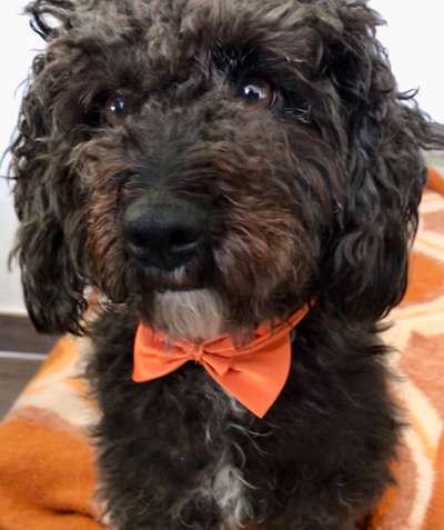 Die Dogorama-Wochen-Challenge "Die schönste Grimasse"-Beitrag-Bild