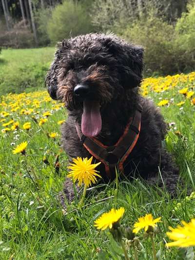 Die Dogorama Monats Challenge "Es grünt und blüht"-Beitrag-Bild