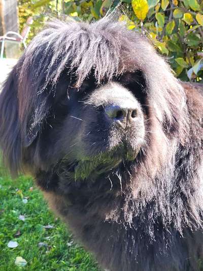 Neufundländer Freunde!-Beitrag-Bild