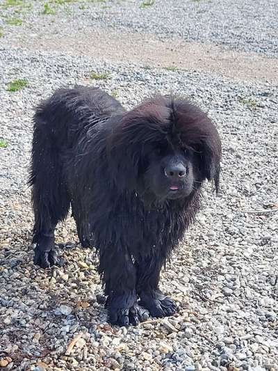 Neufundländer Freunde!-Beitrag-Bild