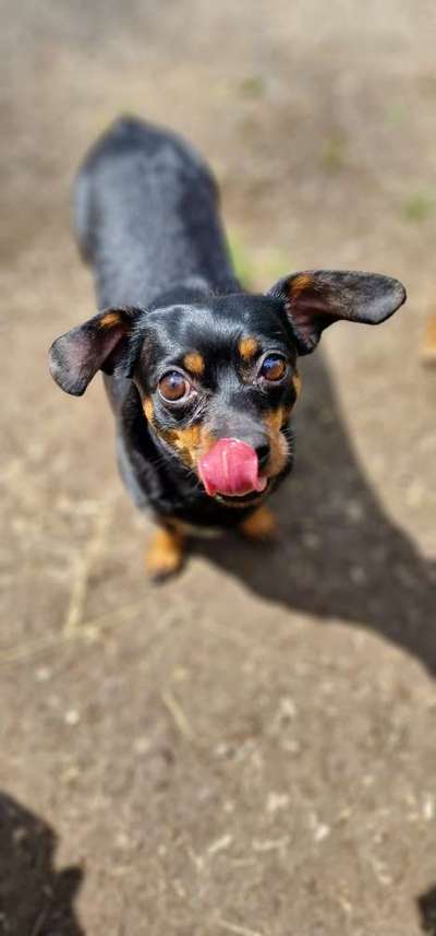 Tongue Out Tuesday-Beitrag-Bild