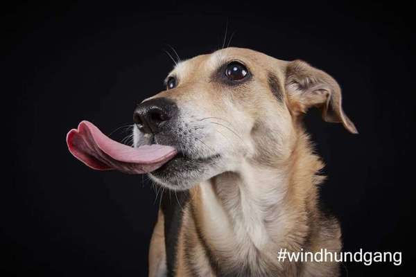 Tongue Out Tuesday-Beitrag-Bild