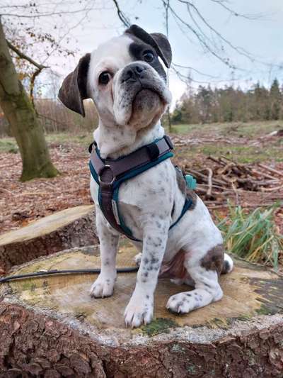 Hundetreffen-Junghundetreff in Hemer und Umgebung-Bild