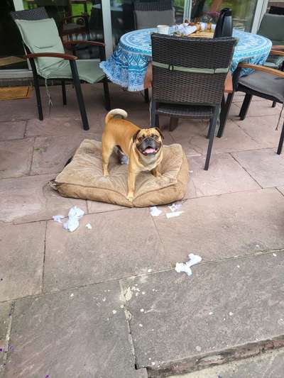 Wo sind die Möpse?-Beitrag-Bild