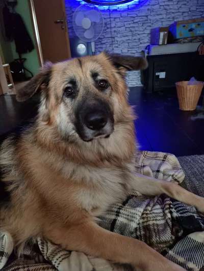 Schäferhundetreff PLZ-Beitrag-Bild