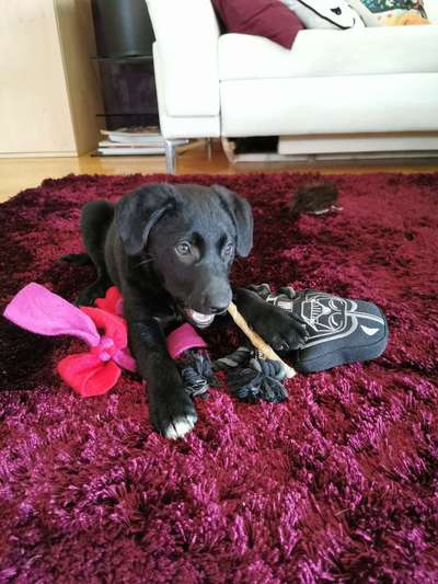 Welpen Bilder !-Beitrag-Bild