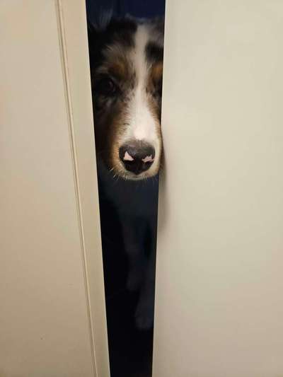 Freddys Kummerkasten-Beitrag-Bild