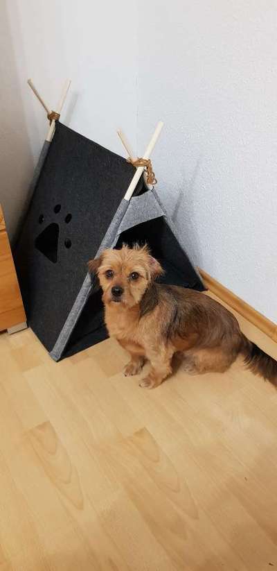 Hundetreffen-Gassi- und Spieltreffen-Bild