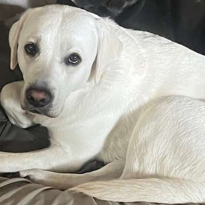Hundetreffen-Spielrunde in Rodenkirchen gesucht-Bild