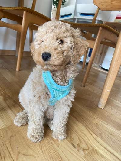 Goldendoodle-Beitrag-Bild