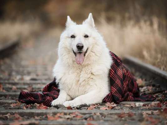 Hundetreffen-Gassitreffen-Bild