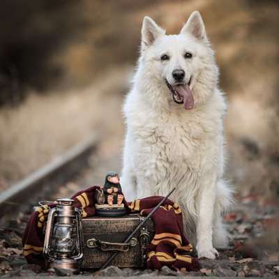 Hundetreffen-Fotoshooting-Bild