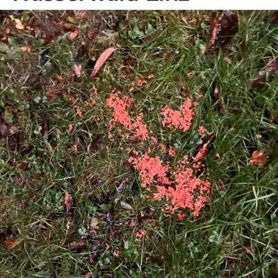 Giftköder-Giftköder Wasserwald-Bild