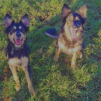 Hundetreffen-Spielrunde-Profilbild