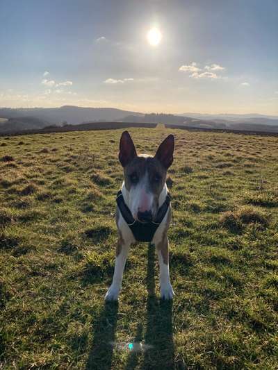 Challenge 23 : "  Euer Hund beim Frühlingserwachen "-Beitrag-Bild