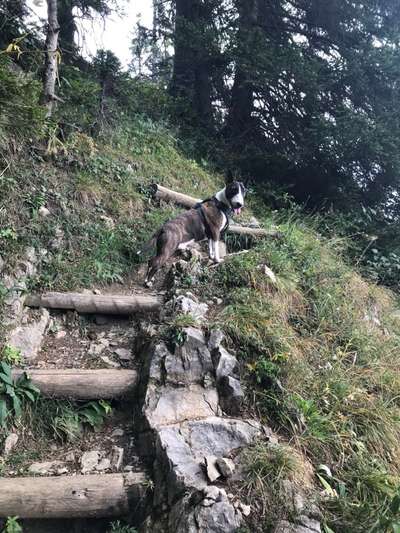 Challenge 23 : "  Euer Hund beim Frühlingserwachen "-Beitrag-Bild