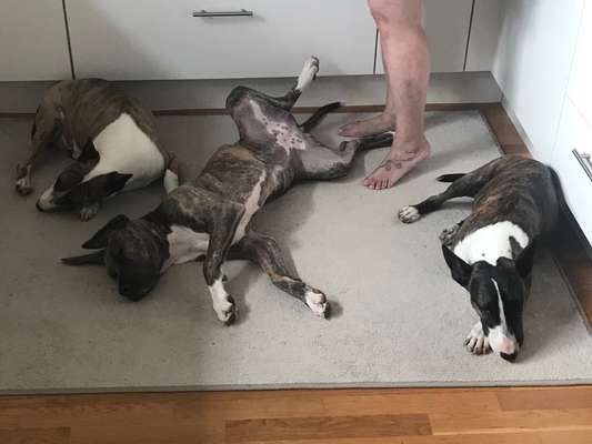 Miniatur Bull Terrier-Beitrag-Bild