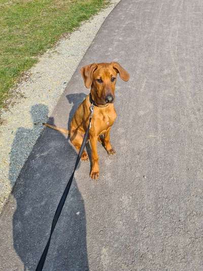 Challenge 23 : "  Euer Hund beim Frühlingserwachen "-Beitrag-Bild