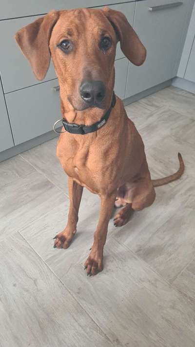 Rhodesian Ridgeback-Beitrag-Bild